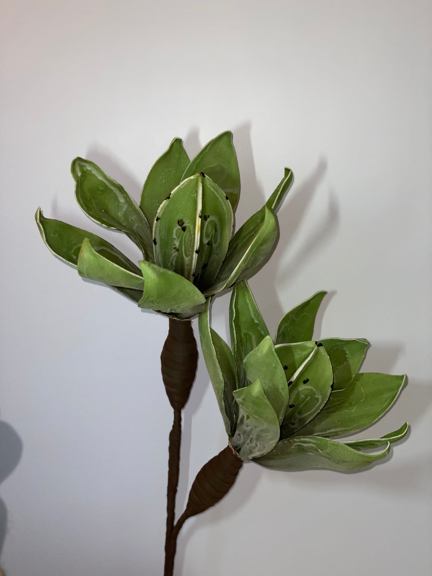 a green plant with a green plant in it