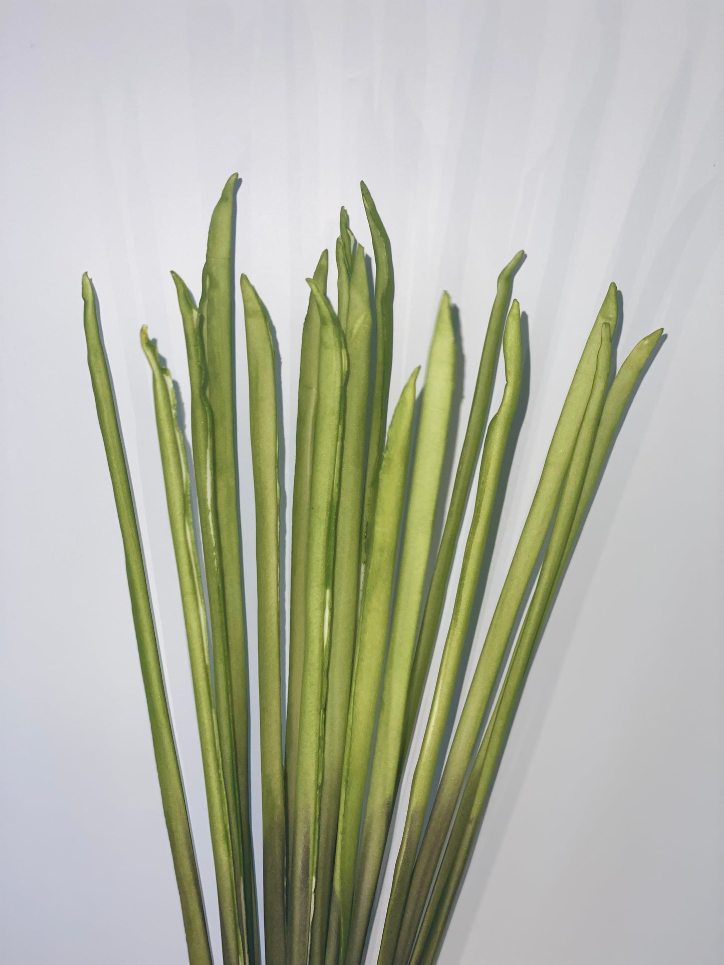a green plant with a green plant in it
