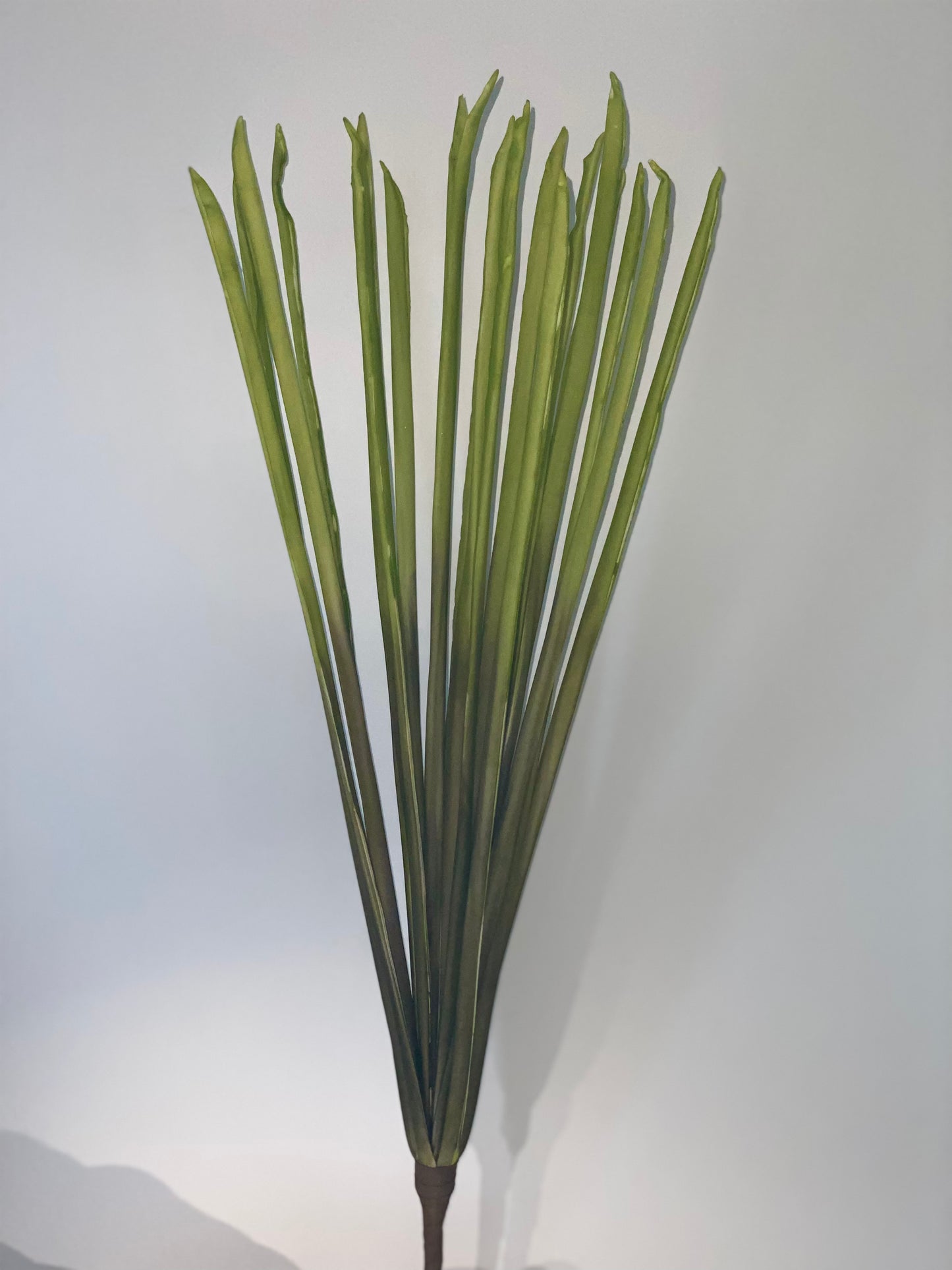 a green plant with a green plant in it