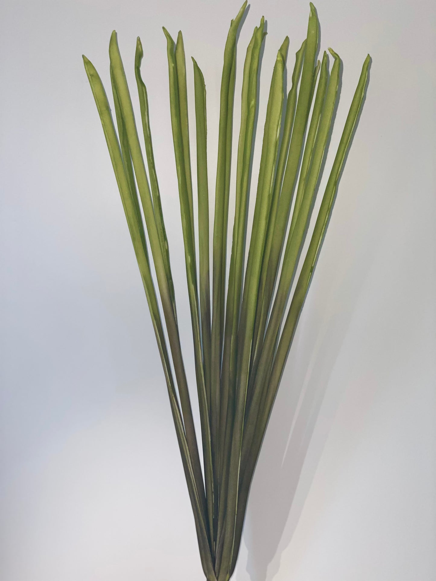 a close up of a plant in a vase