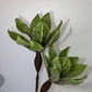 a green plant with a green plant in it 