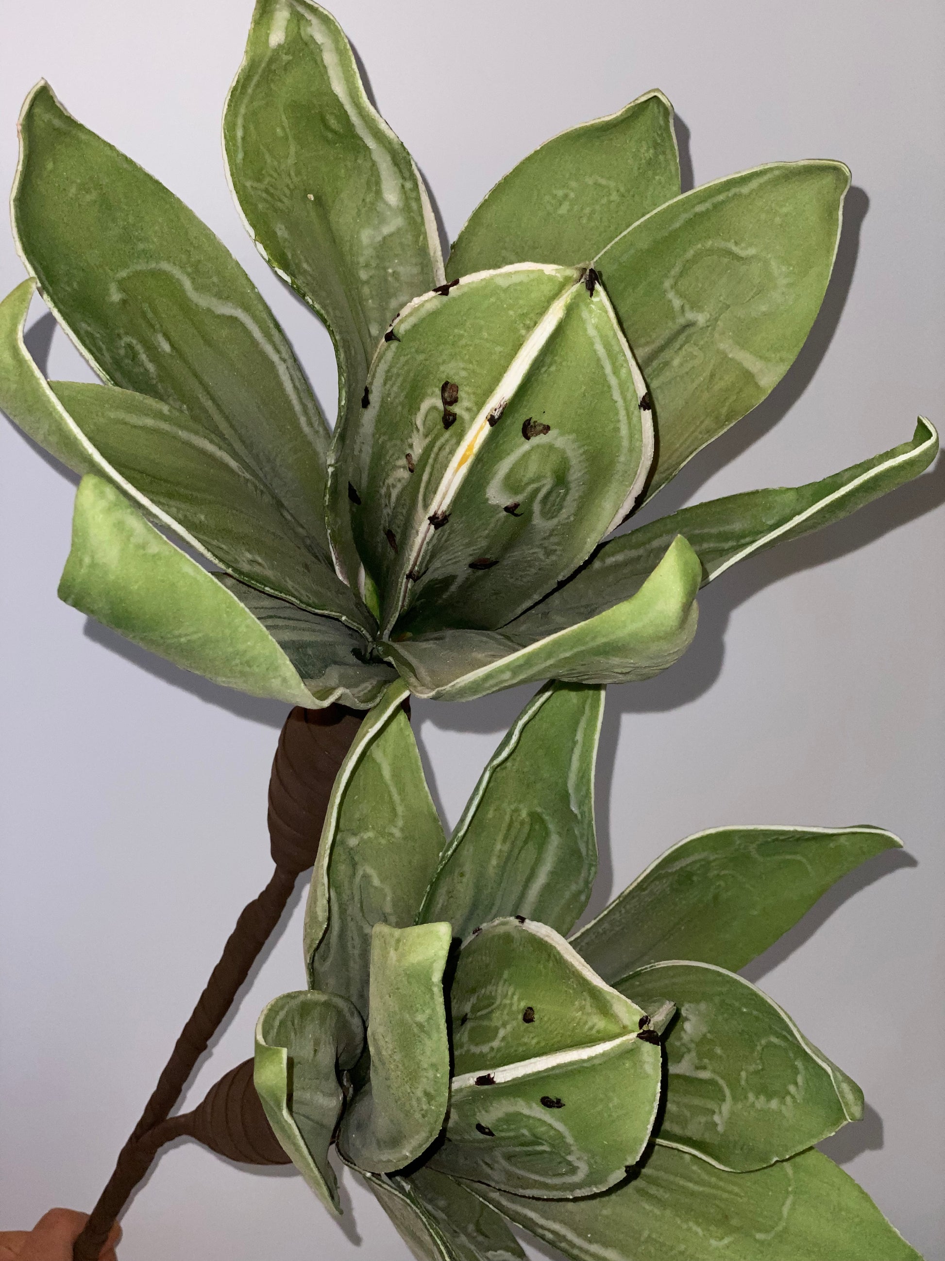 a bunch of green bananas hanging from a tree 